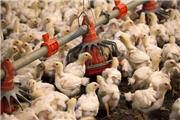 افزایش قیمت مرغ ومعدوم‌سازی جوجه‌های یک‌روزه