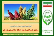 محصول مقرون به صرفه  کشاورزان خاویار گیاهی 10 هکتار از اراضی شهرستان هرات