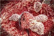 سلول‌های ایمنی چگونه از خود در برابر تومور سرطانی محافظت می‌کنند؟