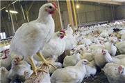 شیوع بیماری خودخوری جوجه‌ها(کانی بالیسم )به دلیل کمبود دان در مرغداری ها