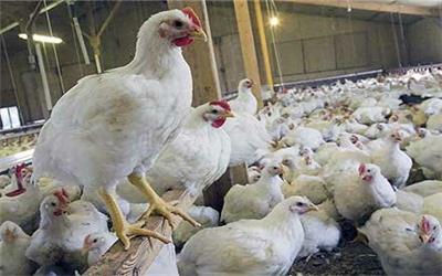 شیوع بیماری خودخوری جوجه‌ها(کانی بالیسم )به دلیل کمبود دان در مرغداری ها