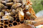 افزایش تولید عسل در استان یزد