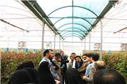 تولید محصول ارگانیک و هیدروپونیک درگلخانه های استان یزد