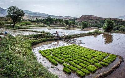 بررسی لایحه «اصلاح قانون حفظ کاربری اراضی زراعی و باغ ها» در دولت