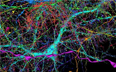 نقشه سه‌بعدی مغز توسط محققان گوگل و هارواردتهیه شد