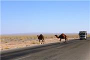 چرای شترها در مسیر جاده‌ی مروست به هرات