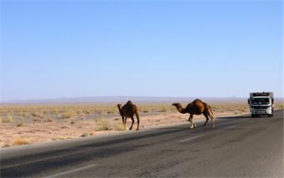 چرای شترها در مسیر جاده‌ی مروست به هرات