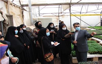 تاکنون هیچگونه آلودگی خاصی درمحموله‌های گلخانه‌ای استان یزد مشاهده نشده است