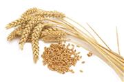 آغاز به کار کاشت محصولات  گندم در مهمترین قطب تولید گندم استان در شهرستان هرات