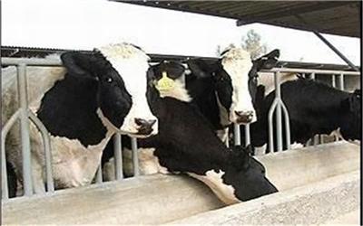 تامین 70 درصد گوشت قرمز استان توسط واحد های پرورش گاو شیری